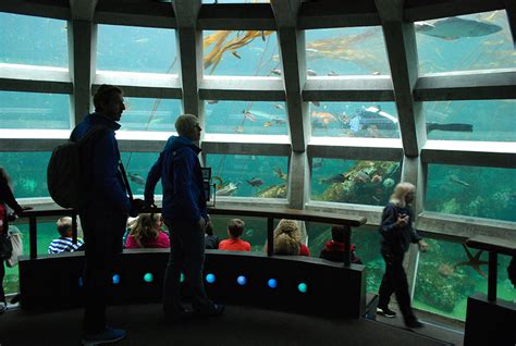 Seattle Aquarium | A Peek Inside Puget Sound & Beyond | Seattle Bloggers