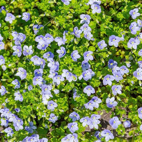 Speedwell Seeds - Veronica Repens Creeping Speedwell Ground Cover Seed