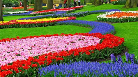 garden, Flowers, Nature, Landscape, Colorful, Muscari Wallpapers HD / Desktop and Mobile Backgrounds