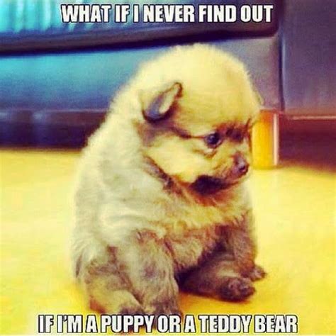 TOP 79 Funny and Cute Puppies Memes | Puppy meme, Funny puppy memes ...