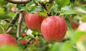 100pcs Red Apple Tree Seeds - BestSeedsOnline.com - Free Shipping Worldwide