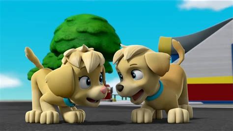 Paw Patrol Mighty Pups Twins Names - Pets Lovers