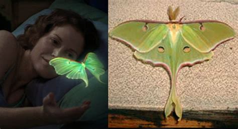 TIL the butterfly on Lunesta commercial is actually a moth called Luna moth : r/todayilearned