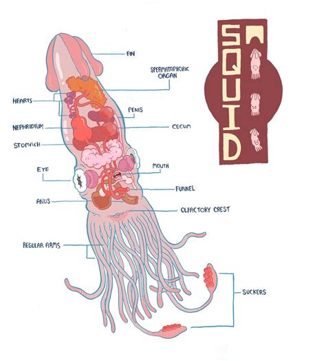 squid diagram by mrdynamite on deviantART | Fish anatomy, Anatomy ...