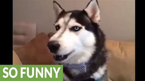 This talking husky compilation will make you smile - YouTube