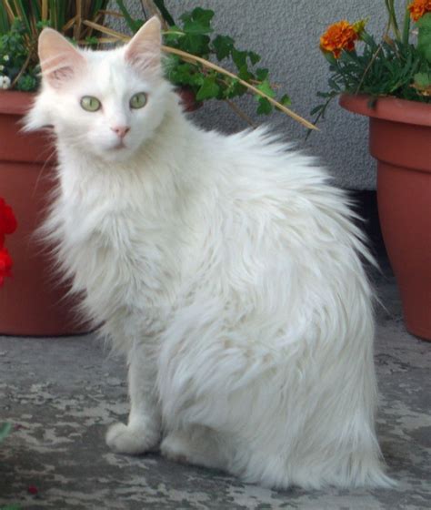 White Turkish Angora Cats Long Hair Click to see more funny cats ...