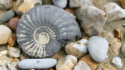 How to Find Fossils on the Jurassic Coast - Toad Hall Cottages Blog