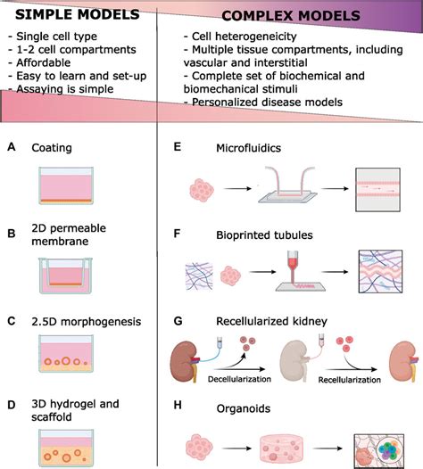 Frontiers | Role of extracellular matrix components and structure in ...