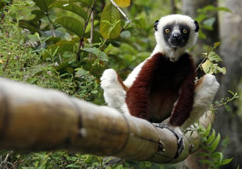 Jovian, Lemur Star Of Kratt Brothers' Wildlife TV Show 'Zoboomafoo ...