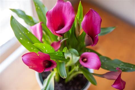 Calla Lily: Plant Care & Growing Guide