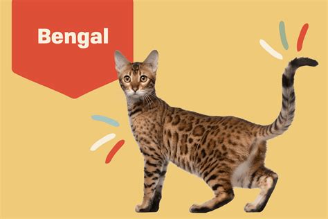 Bengal Cat Size Height