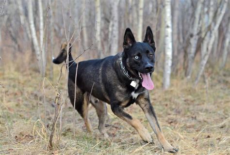 9 Things to Know Before Getting a German Shepherd Husky Mix | PawLeaks