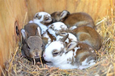 How Many Baby Bunnies Can A Rabbit Have - Baby Viewer