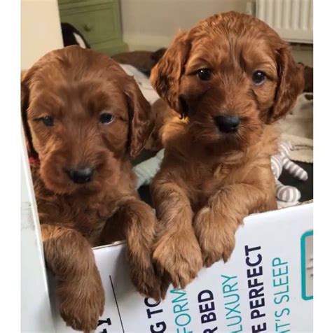 Irish Doodle Puppies (Extremely Rare) | in Chorlton, Manchester | Gumtree