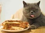 Lasagna-Eating Cat is the Real-Life Garfield! - Neatorama