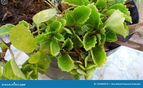 Coleus stock image. Image of green, garden, coleus, plant - 125966575