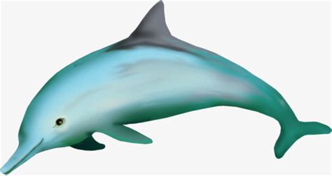 Green Dolphin, Dolphin Clipart, Green, Dolphin PNG Image and Clipart for Free Download