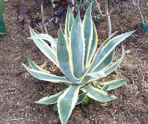 The 2 Minute Gardener: Photo - Variegated Agave or Century Plant (Agave ...