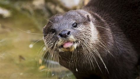 WILDLIFE IN THE THAMES! - Waldegrave School