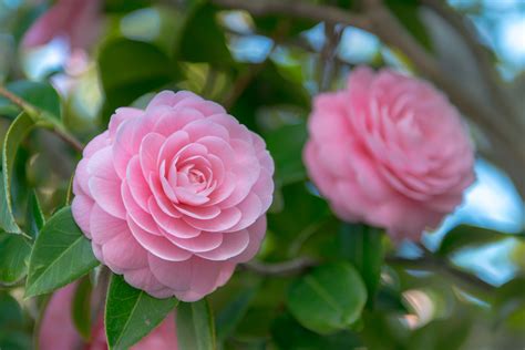 The Biggest Mistakes To Avoid When Growing Camellias