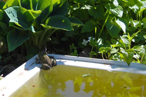 How to build a backyard frog pond — and why you should do it - The Washington Post