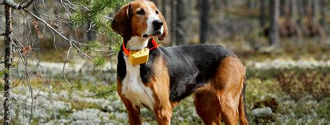 Finnish Hound Breed Guide - Learn about the Finnish Hound.