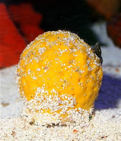 Aquarium Invertebrates: A Look at the Sponges