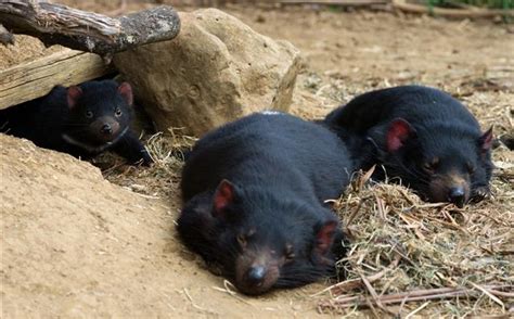 Tasmanian Devil Characteristics and Habitat - Animal Sake