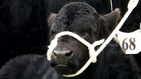 Welsh Black Cattle ~ The Native Breed of Wales - YouTube