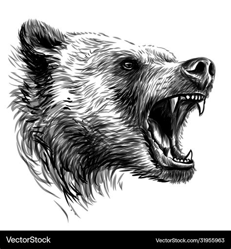 Growling bear sketchy portrait a angry bear Vector Image