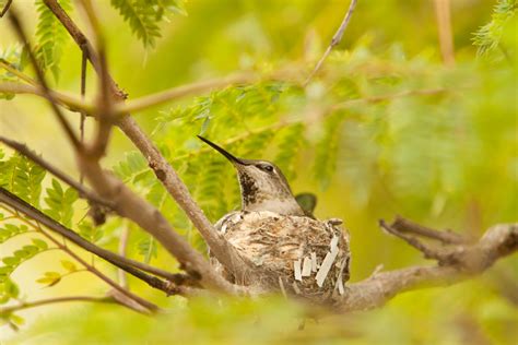 ruby-throated hummingbird in nest | A (female, juvenile?) ru… | Flickr