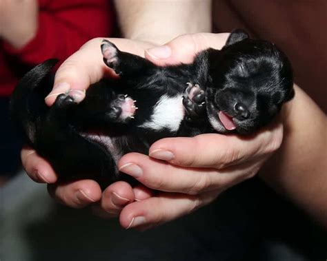 Can You Hold Newborn Puppies