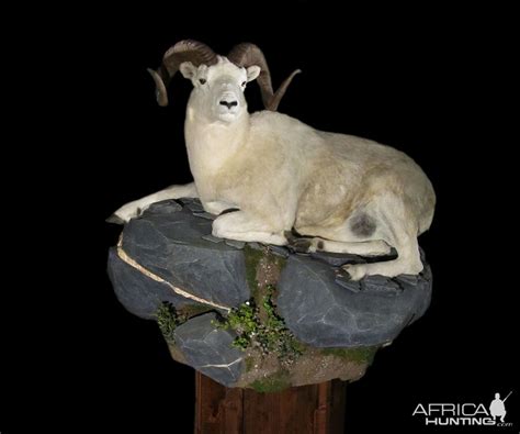 Dall Sheep Full Mount Taxidermy | AfricaHunting.com