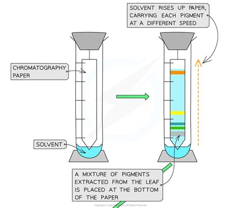 CIE A Level Biology复习笔记13.1.6 Chromatography of Chloroplast Pigments-翰林国际教育