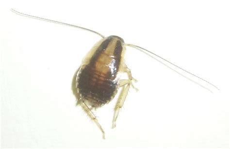 Cockroach Nymph, not Bed Bug - What's That Bug?