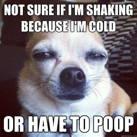 Top 21 most Funniest Chihuahua memes | Chihuahua funny, Funny dog memes, Cute chihuahua