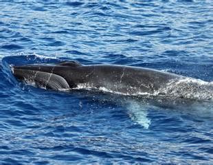 Wildlife Holidays in the Canary Islands - Naturetrek