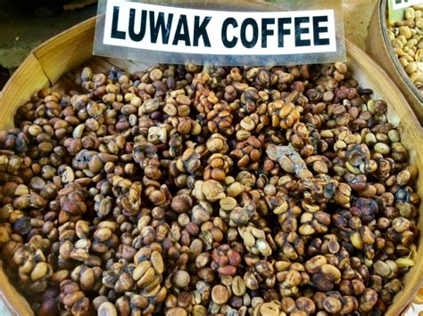 Indonesian Kopi Luwak Coffee History - Keys Coffee Co.