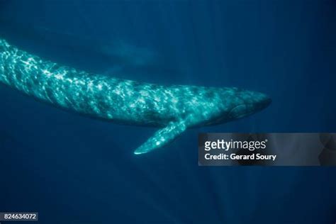 Blue Whale Underwater Photos and Premium High Res Pictures - Getty Images