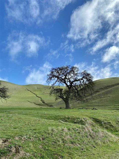 Lake Del Valle Trail - California | AllTrails