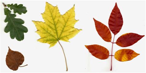 CO-Horts: The Science behind Autumn Leaf Colors