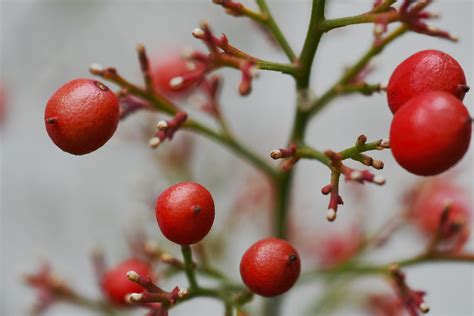 Nandina cuttings: [Grafting, Season, Rooting and Sowing] - Complete ...