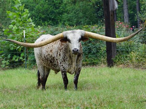 Humongous Horns: Texas Longhorn From Alabama Sets Guinness World Record | WPRL