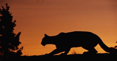 Texas Parks And Wildlife Confirms Another Mountain Lion Sighting In ...