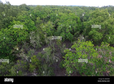 Aerial view of the Sundarbans, a UNESCO World Heritage Site and a wildlife sanctuary. Katka ...