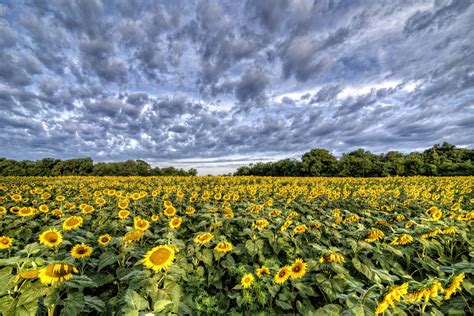 Sunflower Field at McKee Beshers off River Road, Poolesville, MD ...