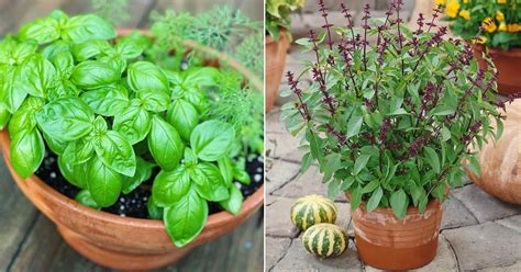 22 Types of Basil to Grow | Best Basil Varieties