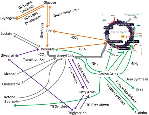 Integration of Macronutrient & Alcohol Metabolism – Human Nutrition