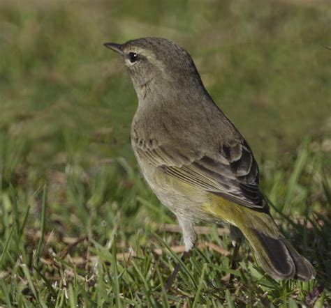 Palm Warbler | San Diego Bird Spot