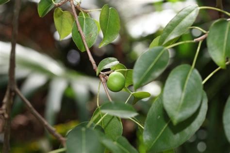 Manchineel Tree Stock Photo - Download Image Now - Tree, Apple - Fruit, Close-up - iStock